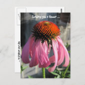 Rosa und orange Daisey Postkarte (Vorne/Hinten)