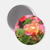 Rosa und orange Rose Magnet (Vorderseite/Rückseite)