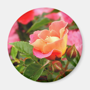 Rosa und orange Rose Magnet