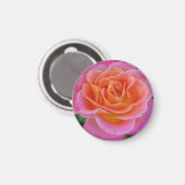 Rosa und orange Rose Magnet (Vorderseite/Rückseite)