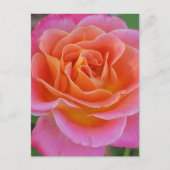 Rosa und orange Rose Postkarte (Vorderseite)