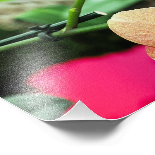 Rosa und pfirsichfarbene Orchideen Foto (Ecke)