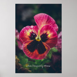 Rosa und rote Blume mit Regentropfen Poster