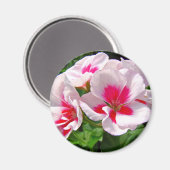 Rosa und Rote Geranie Magnet (Vorderseite/Rückseite)