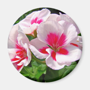 Rosa und Rote Geranie Magnet