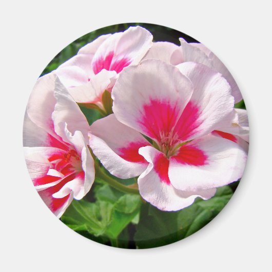 Rosa und Rote Geranie Magnet (Vorne)