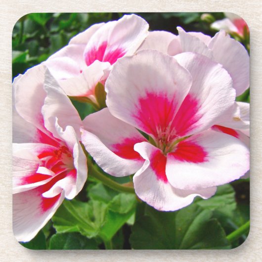 Rosa und Rote Geranie Untersetzer (Vorderseite)