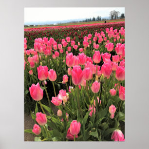 Rosa und rote Tulips in einem Feld, Oregon Poster