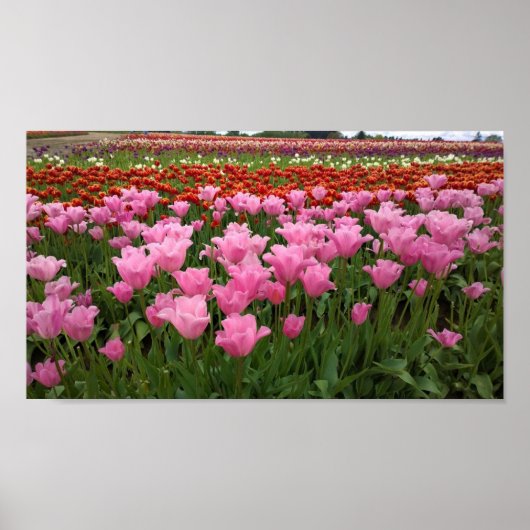 Rosa und Rote Tulpen, Oregon Poster (Vorne)
