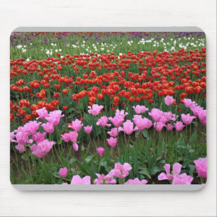 Rosa und rote Tulpenfelder in Oregon Mousepad