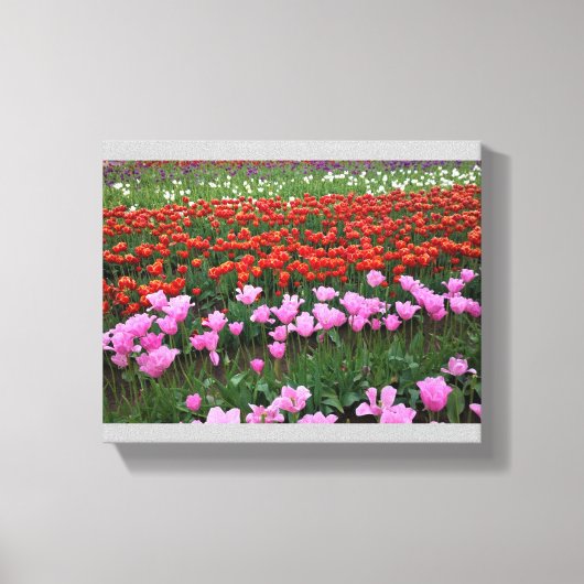 Rosa und Rotes Tulip Feld, Oregon Leinwanddruck (Vorderseite)