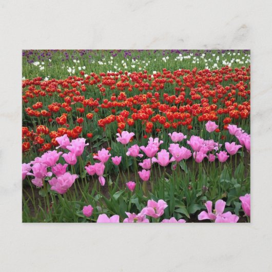 Rosa und Rotes Tulip Feld, Oregon Postkarte (Vorderseite)