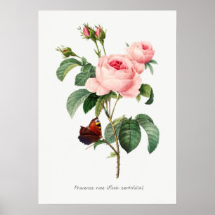 Rosa und Schmetterling Botanische Illustration Poster