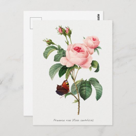 Rosa und Schmetterling Botanische Illustration Postkarte (Vorne/Hinten)