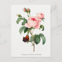 Rosa und Schmetterling Botanische Illustration