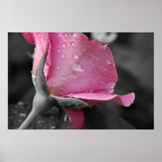 Rosa und schwarzes Poster