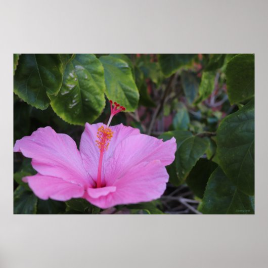 Rosa und Stolzes Plakat (Vorne)