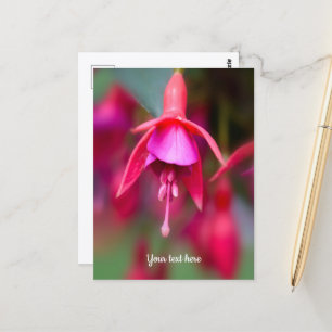 Rosa und violette Fuchsien-Postkarte Postkarte