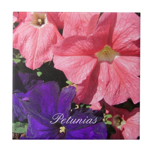 Rosa und violette Petunien Fliese (Vorderseite)