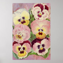 Rosa und violette Stiefmütterchen und Spitze-Ephem Poster