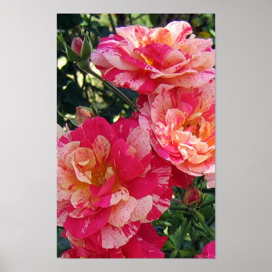 Rosa und weiß gestrichene Rose Blumengesteck Poster (Vorne)