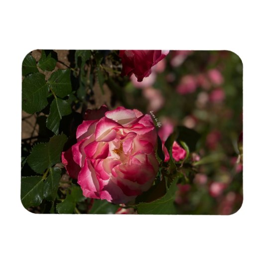 Rosa und Weiß Magnet (Horizontal)