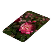 Rosa und Weiß Magnet (Linke Seite)
