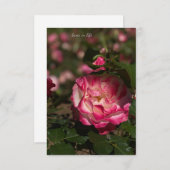 Rosa und Weiß Mitteilungskarte (Vorne/Hinten)