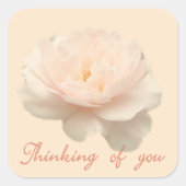 Rosa und Weiß Quadratischer Aufkleber (Vorderseite)