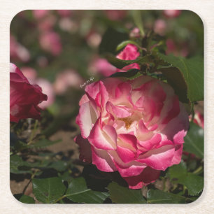 Rosa und Weiß Rechteckiger Pappuntersetzer