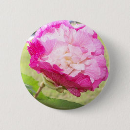 Rosa und Weiß veränderbarer Hibiskus blühen Button