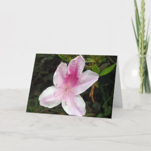 Rosa und weiße Azalea "Nur weil" Karte