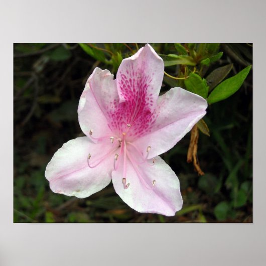 Rosa und weiße Azaleen Poster (Vorne)