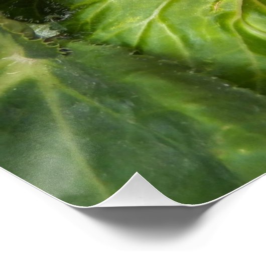 Rosa und weiße Begonia Blütengläser Poster (Ecke)