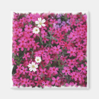 Rosa und weiße Blume Magnet