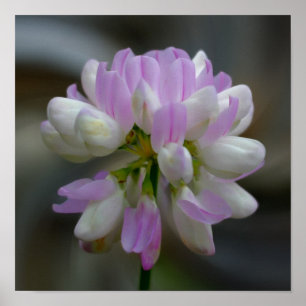 Rosa und weiße Blume Nah Poster