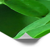 Rosa und weiße Blume Poster (Ecke)