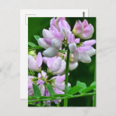 Rosa und weiße Blume Postkarte (Vorne/Hinten)