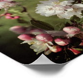 Rosa und weiße Blüten im Frühling. Poster (Ecke)