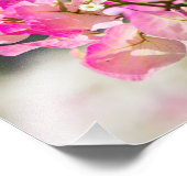 Rosa und weiße Bougainvillea Fotodruck (Ecke)