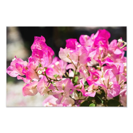 Rosa und weiße Bougainvillea Fotodruck (Vorne)