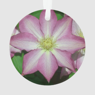 Rosa und weiße Clematien Frühlingszeit Blume Ornament