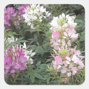 Rosa und weiße Cleome-Blüte Quadratischer Aufkleber