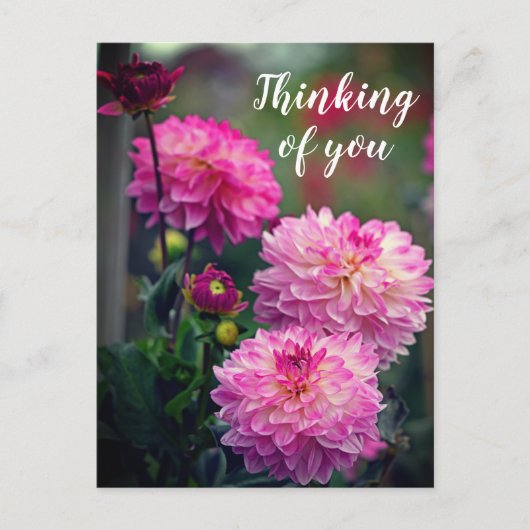 Rosa und weiße Dahlia Blume Denken Sie an Sie Postkarte (Vorderseite)
