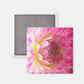 Rosa und weiße Dahlia Magnet (Vorderseite/Rückseite)