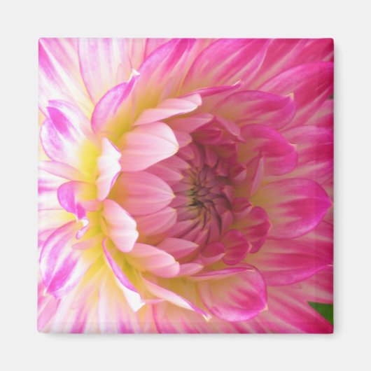 Rosa und weiße Dahlia Magnet (Vorne)
