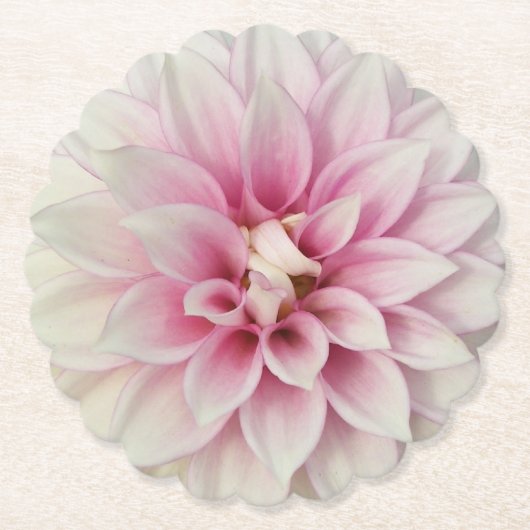 Rosa und weiße Dahlia Untersetzer (Vorderseite)