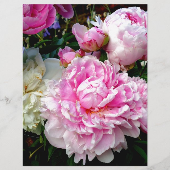 Rosa und weiße Erdnüsse (Vorderseite)