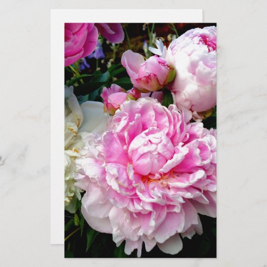 Rosa und weiße Erdnüsse Briefpapier (Vorne/Hinten)