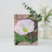 Rosa und weiße Feldbindlinge Postkarte (Stehend Vorderseite)